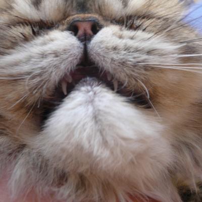 Dessine-moi-un-mouton