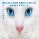 Mon chat blanc aux yeux bleus