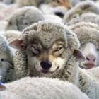 Beware of WereLamb