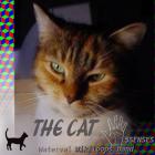 The cat