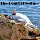 The Heart of Nature